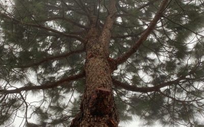 La danza que nos mueve